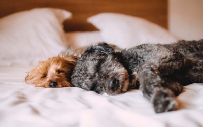 Welzijn en slaap bij je hond